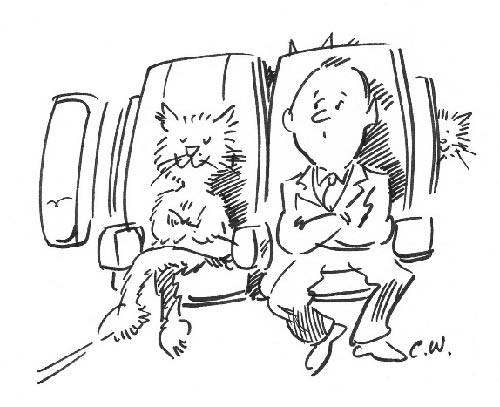 Cats on planes...
